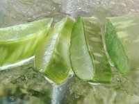 aloe vera gyakori kérdések