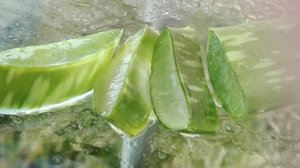 aloe vera gyakori kérdések