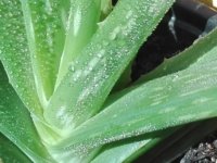 aloe vera termékek hatásai figyelmet érdemel