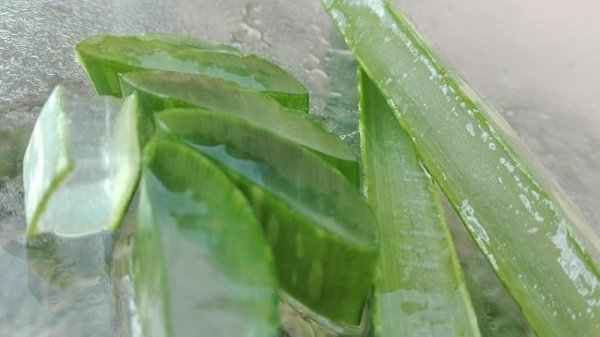 az aloe vera használata mire jó