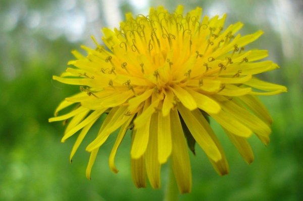 mire jó pitypang kivonattal az aloe spray